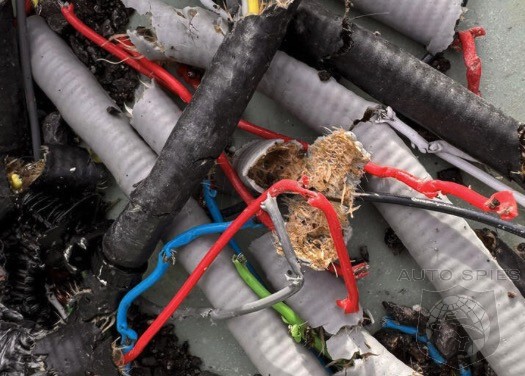 UK Battles Car Ravaging Rat Invasion